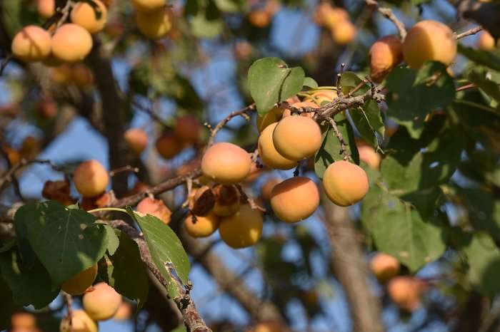 Origins and spread of Eurasian fruits traced to the ancient Silk Road