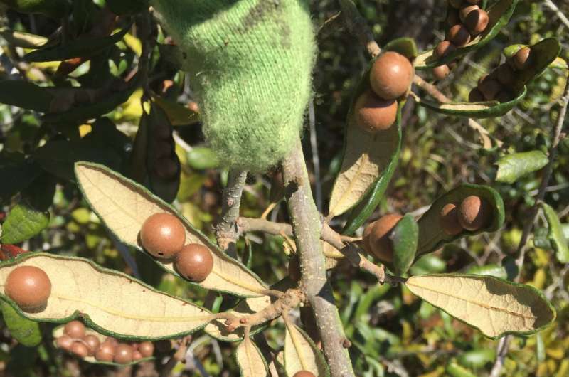 Parasitic love vine tangles with gall wasps, sucking the life out of their young
