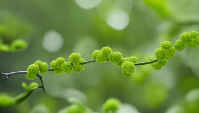 Partial mycoheterotrophs: The green plants that feed on fungi