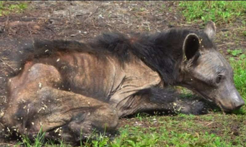 Pennsylvania bear mange epidemic focus of Penn State and Game Commission project