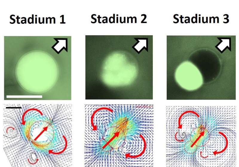 Physicists developed self-propelled droplets that can act as programmable micro-carriers