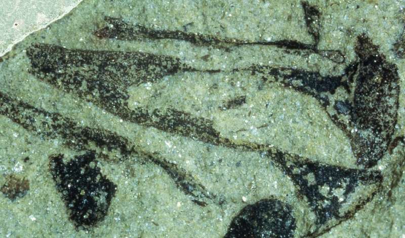 Plants colonized the earth 100 million years earlier than previously thought