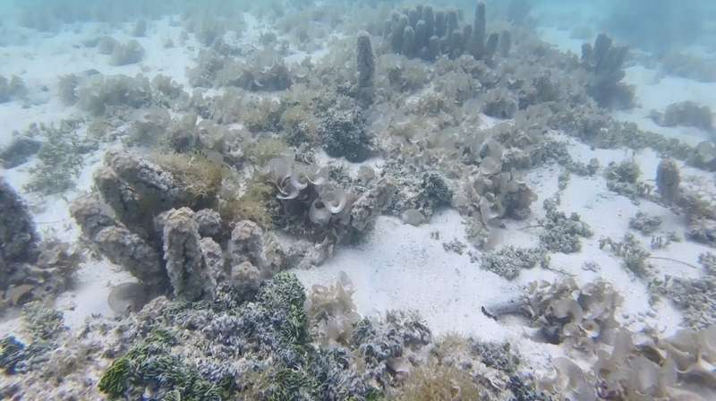 Polluted groundwater likely contaminated South Pacific Ocean coral reefs for decades