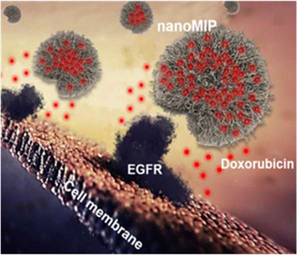 Polymer antibodies efficiently target and eliminate cancer cells