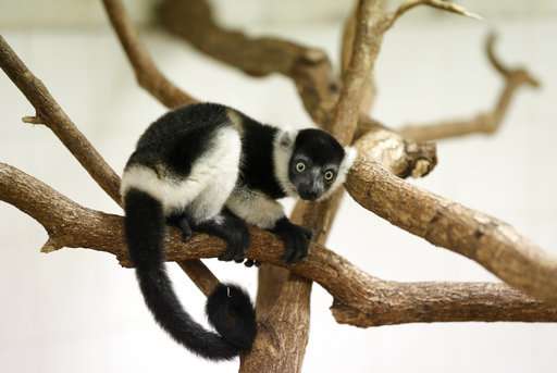 Prague zoo says it's on its way to breeding rare lemurs
