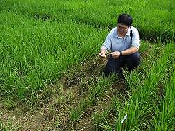 Previously unknown rice blast resistance isolated