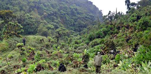 Rare conservation win: Mountain gorilla population ticks up