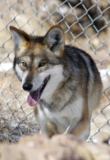 Record number of Mexican gray wolves found dead in 2018