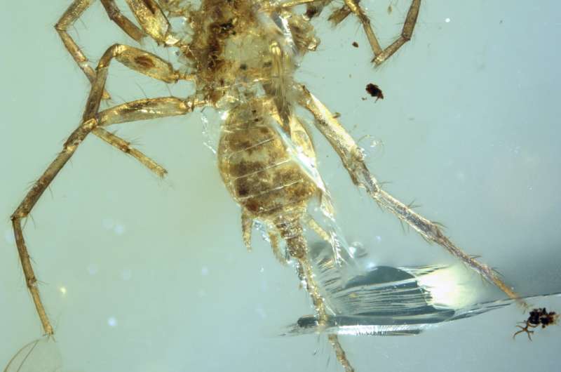 Remarkable spider with a tail found preserved in amber after 100 million years