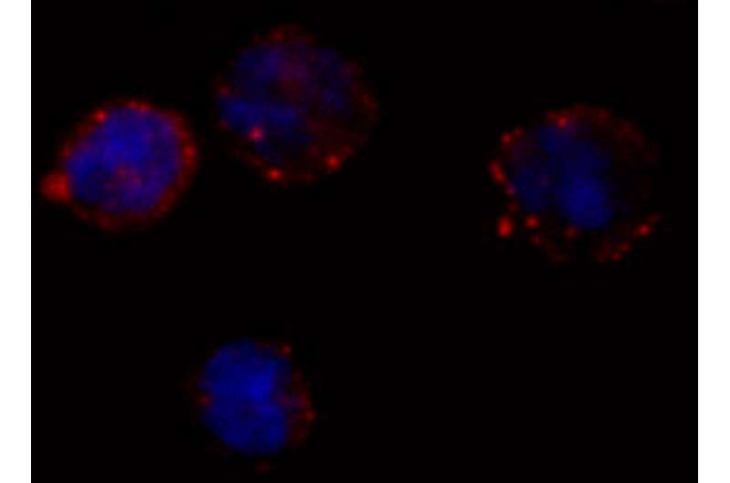 Researchers detect a loophole in chronic lymphocytic leukemia treatment