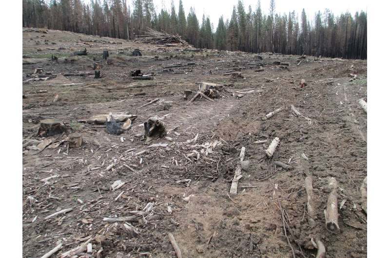 Researchers find post-fire logging harms Spotted Owls