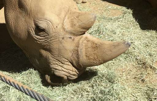 Rhino in San Diego pregnant, could help save subspecies
