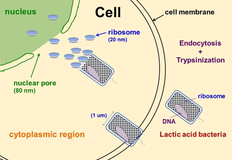Ribosomes found to induce somatic cell pluripotency