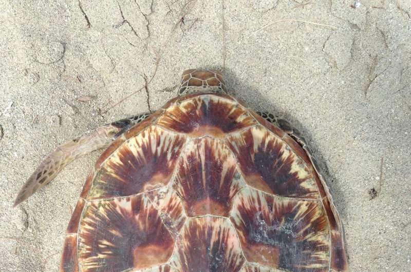 Rising temperatures turning major sea turtle population female