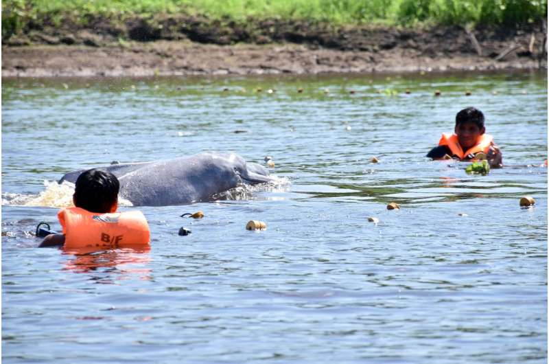 River dolphins in Peru satellite tagged for first time