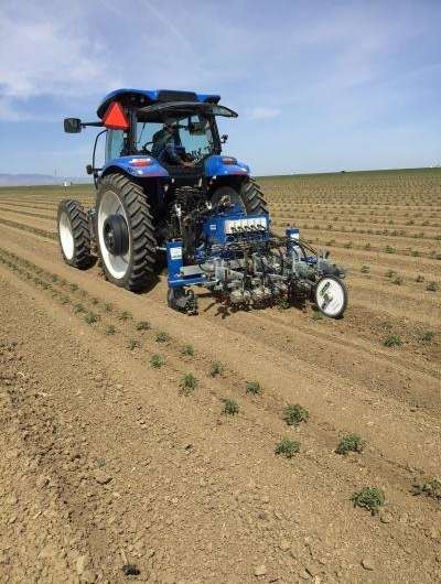 Robotic weeders: to a farm near you?