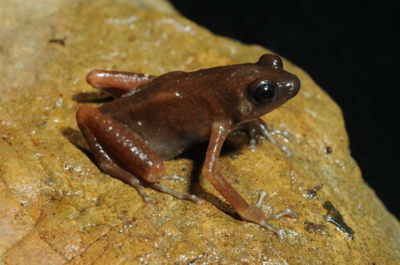 Scientists found a new genus and species of frogs