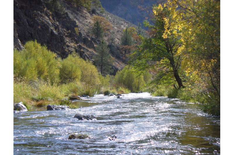 Scientists study spawning salmon through a riverbed lens