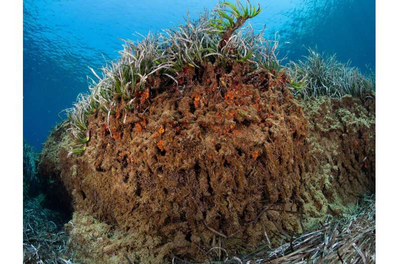 Seagrass meadows—an underwater time capsule for archaeology