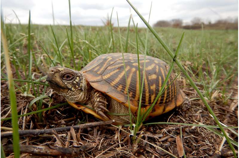 Searching for turtles in a sea of grass
