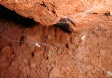 Seven new spider species from Brazil named after 7 famous fictional spider characters