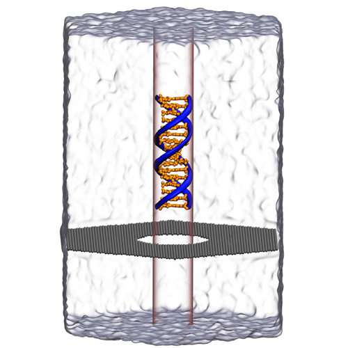 Simulations Show New Phenomenon With Nanopore DNA Sequencing