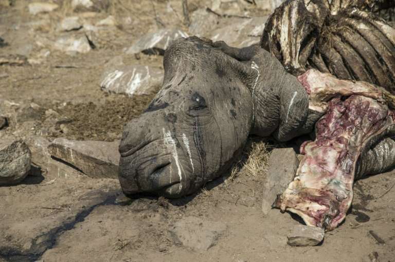 South Africa's iconic Kruger park has long borne the brunt of rhino poaching