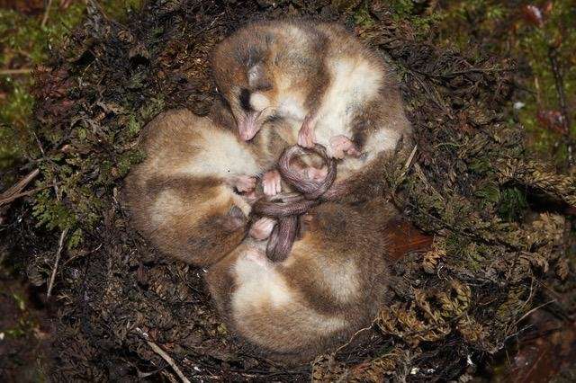 South American marsupials discovered to reach new heights