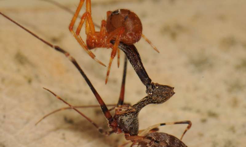 Spider eat spider: Scientists discover 18 new spider-hunting pelican spiders in Madagascar
