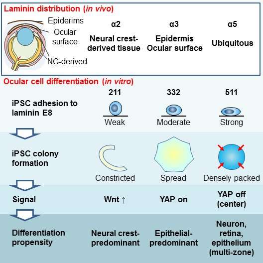 Study differentiates iPS cells into various ocular lineages