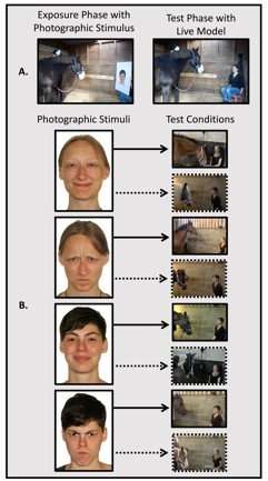 Study finds horses remember facial expressions of people they've seen before