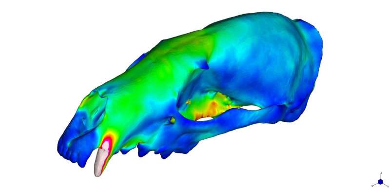 Study punctures 'you are what you eat' paradigm for carnivore skull shape