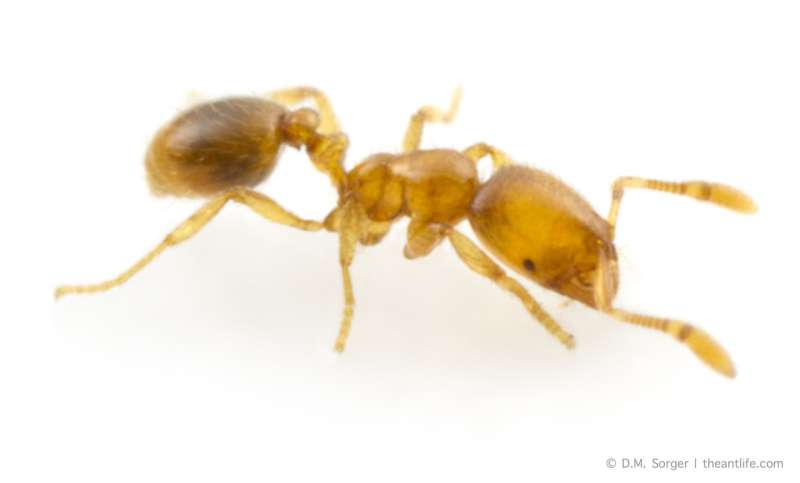 Study sheds new light on antibiotics produced by ants