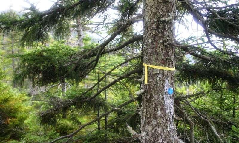 Surprising resurgence of red spruce likely result of cleaner air and warmer winters