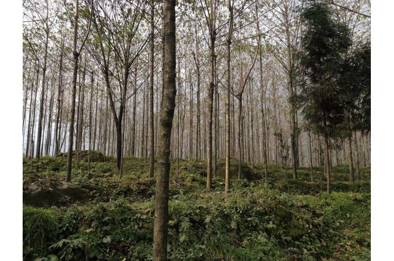 Survival and restoration of China's native forests imperiled by proliferating tree plantations