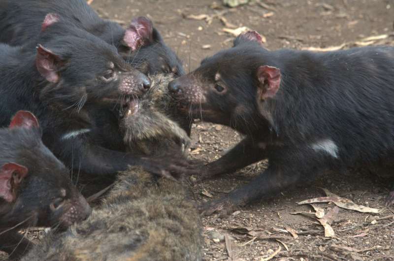 Tasmanian devils' decline has left a feast of carrion for feral cats