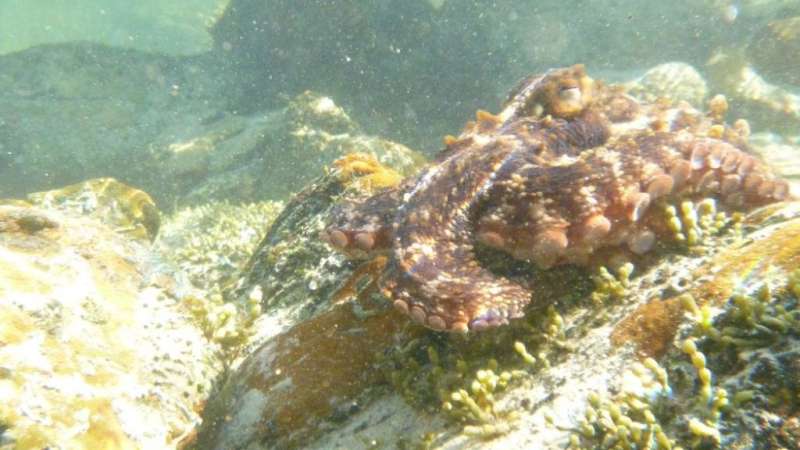 The Australian “gloomy octopus” leads a murky wave of climate change invasions