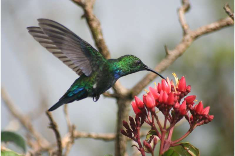 The environment determines Caribbean hummingbirds' vulnerability