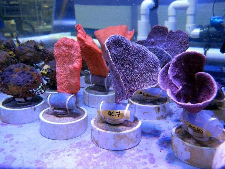 The rise of sponges in Anthropocene reef ecosystems