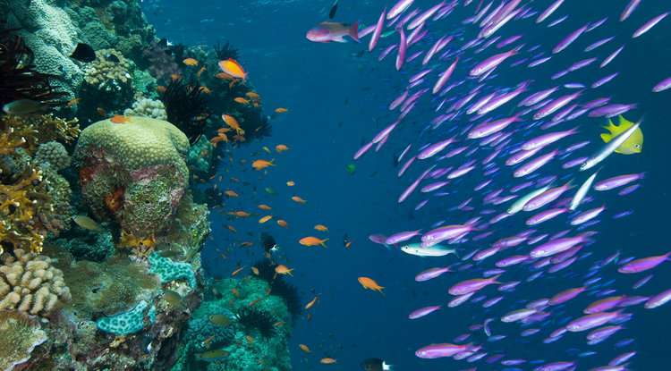 The secret behind coral reef diversity? Lots of time.