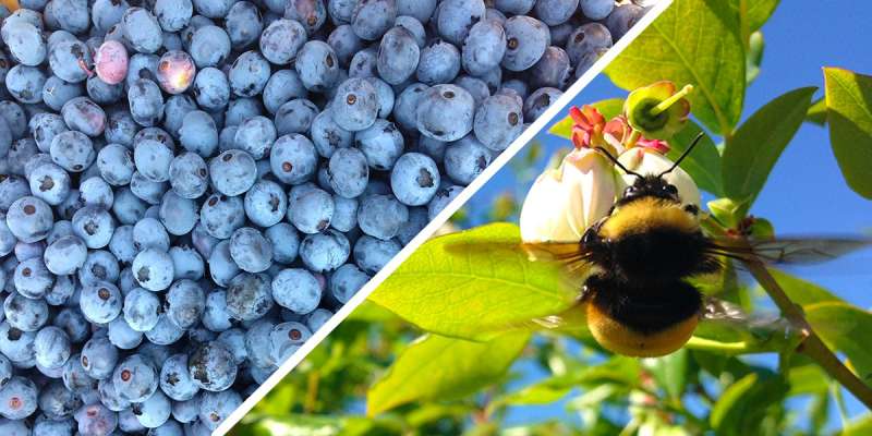 The secret to better berries? Wild bees