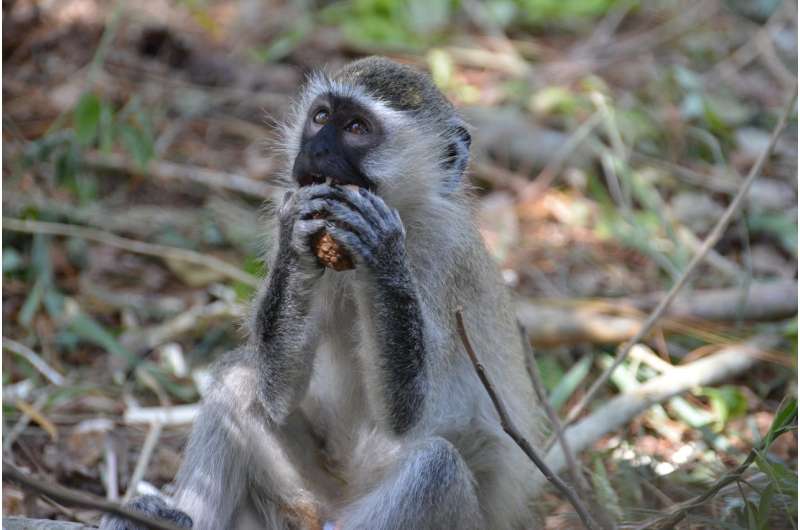 This monkey can plan out their foraging routes just like a human