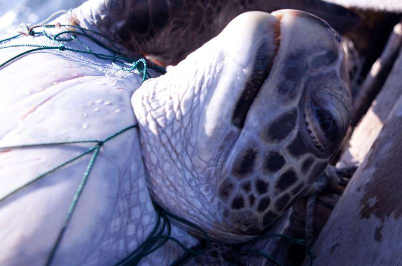 Thousands of turtles netted off South America