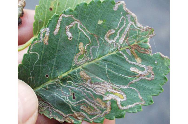 Tiny Moth From Asia Spreading Fast On Siberian Elms In Eastern North 