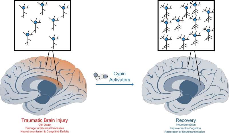 Traumatic brain injury: Discovery of two molecules could lead to new drug treatments