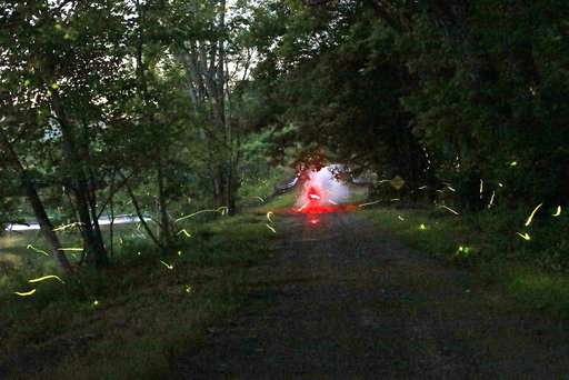 TravelLab: In a forest on the trail of synchronous fireflies