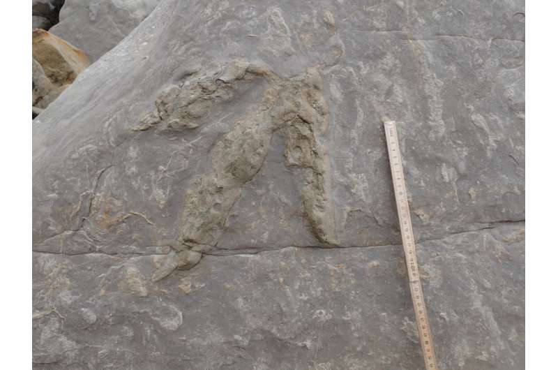 'Treasure trove' of dinosaur footprints found in southern England
