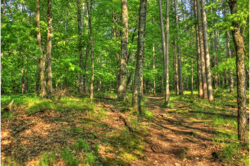 Tribal forests in Wisconsin are more diverse, sustainable