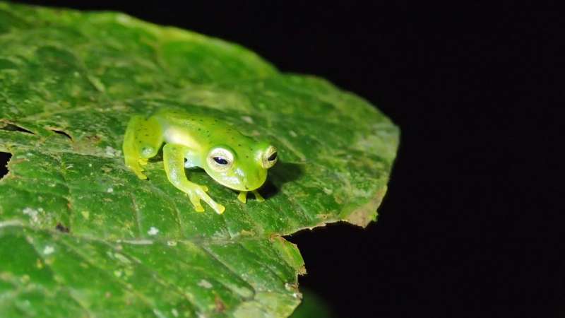 Tropical frogs found to coexist with deadly fungus