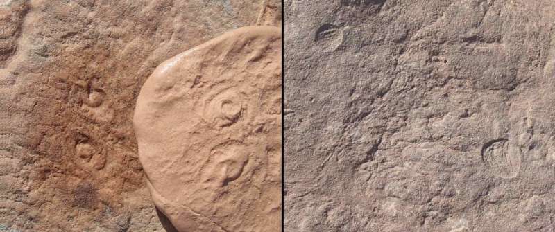 Two new creatures discovered from dawn of animal life
